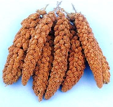 Senegalské proso klasy 1kg